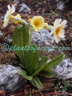 Primula strumosa Balf.f. & R.E.Cooper Plants of Nepal