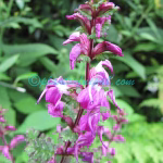 Pedicularis gracilis Wall. ex Benth. Plants of Nepal Pedicularis gracilis Wall. ex Benth.