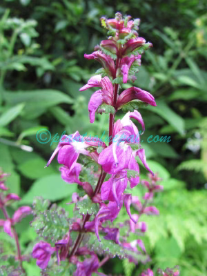 Pedicularis gracilis Wall. ex Benth. Plants of Nepal
