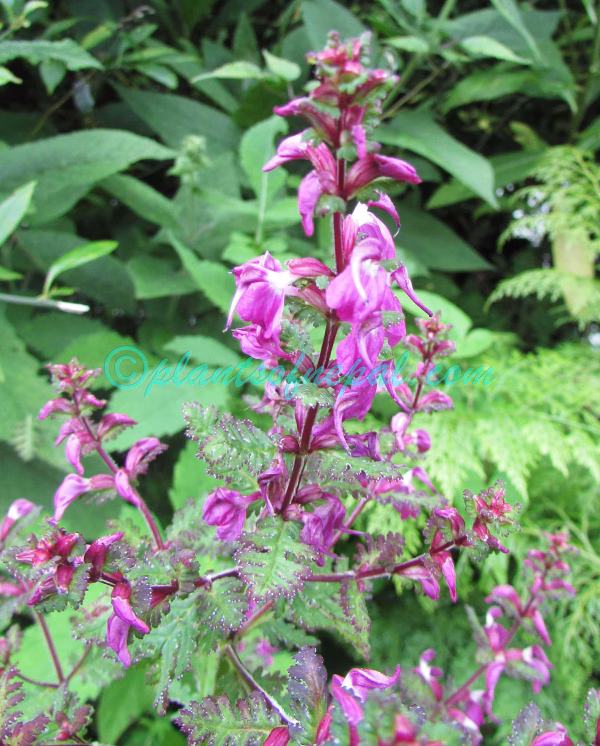 Pedicularis gracilis Wall. ex Benth. Plants of Nepal