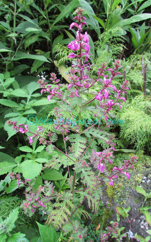 Pedicularis gracilis Wall. ex Benth. Plants of Nepal