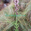 Pedicularis trichoglossa Hook.f. Plants of Nepal