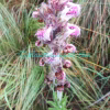 Pedicularis trichoglossa Hook.f. Plants of Nepal