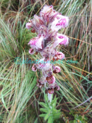 Pedicularis trichoglossa Hook.f. Plants of Nepal