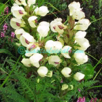 Pedicularis scullyana Prain ex Maxim. Plants of Nepal Pedicularis scullyana Prain ex Maxim.
