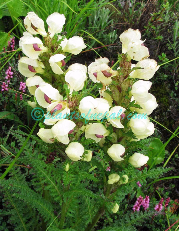 Pedicularis scullyana Prain ex Maxim. Plants of Nepal