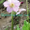 Primula ianthina Balf.f. & Cave Plants of Nepal