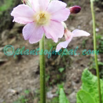 Primula ianthina Balf.f. & Cave