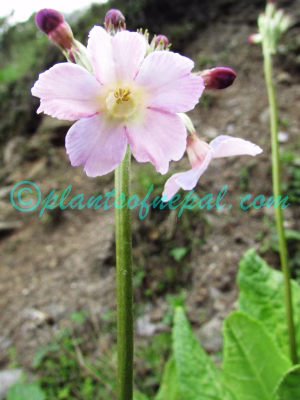 Primula ianthina Balf.f. & Cave Plants of Nepal