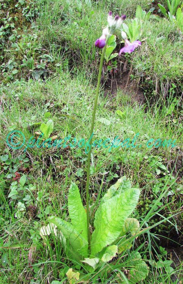 Primula ianthina Balf.f. & Cave Plants of Nepal