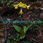 Primula sikkimensis Hook. Plants of Nepal Primula sikkimensis Hook.
