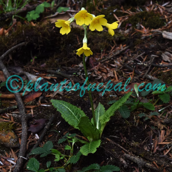Primula sikkimensis Hook. Plants of Nepal