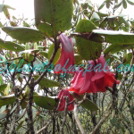 Rhododendron cinnabarinum Hook.f. Plants of Nepal Rhododendron cinnabarinum Hook.f.