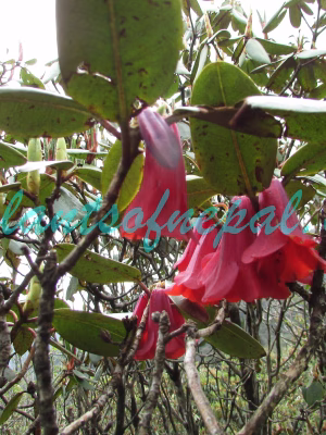 Rhododendron cinnabarinum Hook.f. Plants of Nepal