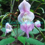 Impatiens glauca Hook.f. & Thomson Plants of Nepal Impatiens glauca Hook.f. & Thomson
