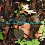Goodyera biflora (Lindl.) Hook.f. Plants of Nepal Goodyera biflora (Lindl.) Hook.f.