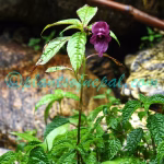 Impatiens gorepaniensis Grey-Wilson Plants of Nepal Impatiens gorepaniensis Grey-Wilson