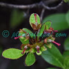 Rhododendron cowanianum Davidian Plants of Nepal