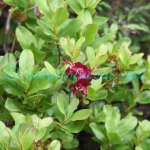 Rhododendron cowanianum Davidian Plants of Nepal Rhododendron cowanianum