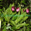 Cypripedium himalaicum Rolfe Plants of Nepal