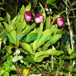 Cypripedium himalaicum Rolfe