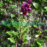Meconopsis pinnatifolia C.Y.Wu & H.Chuang Plants of Nepal Meconopsis pinnatifolia C.Y.Wu & H.Chuang