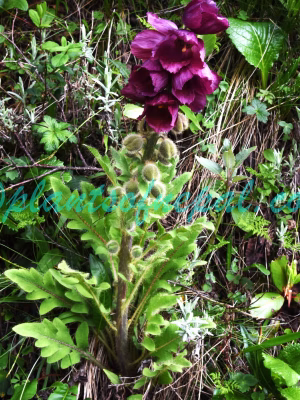 Meconopsis pinnatifolia C.Y.Wu & H.Chuang Plants of Nepal