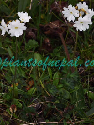 Primula munroi Lindl. Plants of Nepal