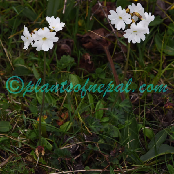 Primula munroi Lindl. Plants of Nepal