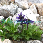 Neopicrorhiza scrophulariiflora (Pennell) D.Y.Hong Plants of Nepal Neopicrorhiza scrophulariiflora (Pennell) D.Y.Hong