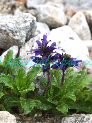 Neopicrorhiza scrophulariiflora (Pennell) D.Y.Hong Plants of Nepal