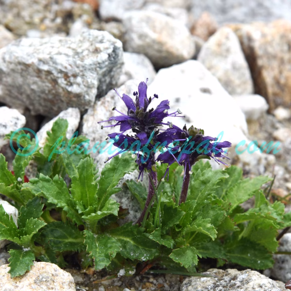 Neopicrorhiza scrophulariiflora (Pennell) D.Y.Hong Plants of Nepal