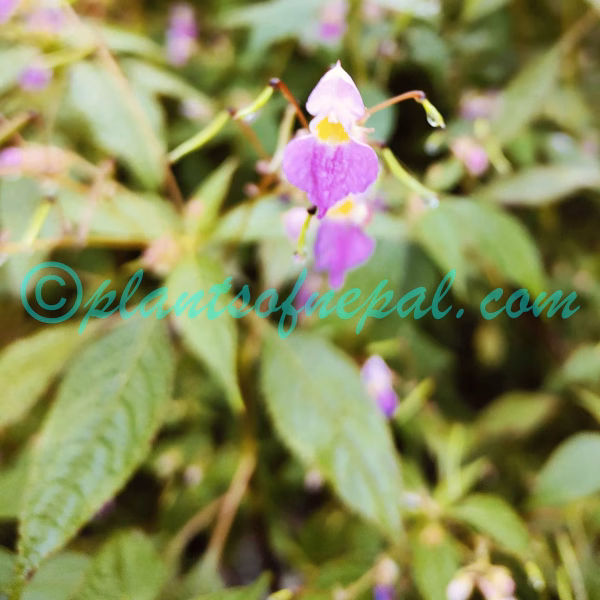 Impatiens laxiflora Edgew. Plants of Nepal