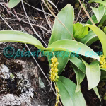 Bulbophyllum cariniflorum Rchb.f. Plants of Nepal Bulbophyllum cariniflorum Rchb.f.