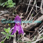 Roscoea alpina Royle Plants of Nepal Roscoea alpina Royle