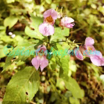 Impatiens sulcata Wall. Plants of Nepal Impatiens sulcata Wall.