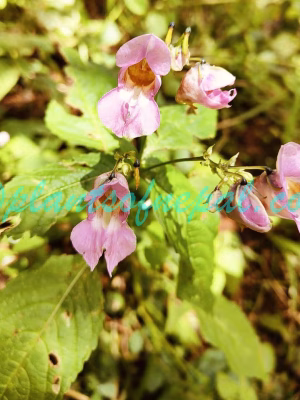 Impatiens sulcata Wall. Plants of Nepal