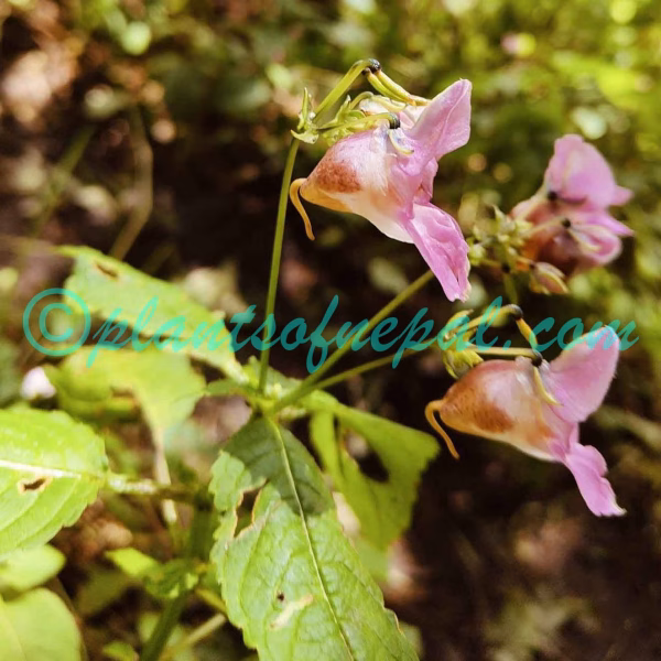 Impatiens sulcata Wall. Plants of Nepal