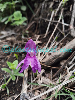 Roscoea alpina Royle Plants of Nepal