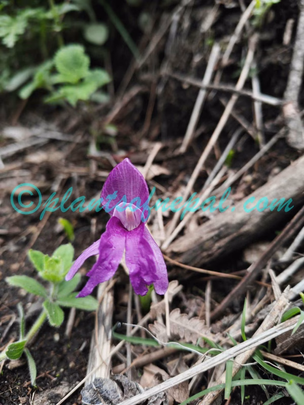 Roscoea alpina Royle Plants of Nepal