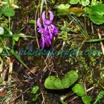 Hemipilia cordifolia Lindl. Plants of Nepal Hemipilia cordifolia Lindl.