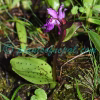 Hemipilia cordifolia Lindl. Plants of Nepal