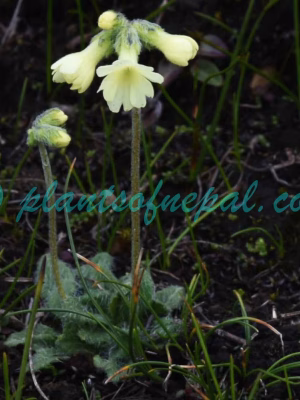 Primula buryana Balf.f. Plants of Nepal