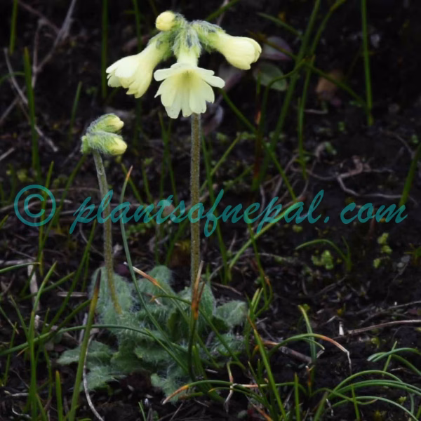 Primula buryana Balf.f. Plants of Nepal