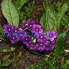 Primula calderiana Balf.f. & R.E.Cooper Plants of Nepal