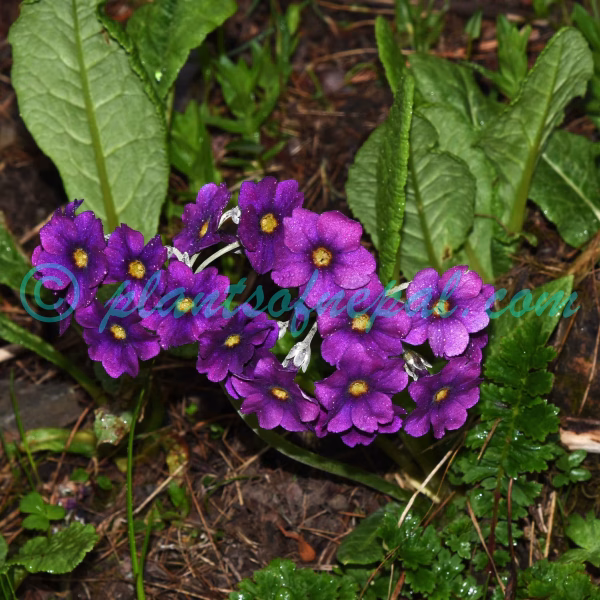 Primula calderiana Balf.f. & R.E.Cooper Plants of Nepal