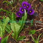 Primula calderiana Balf.f. & R.E.Cooper
