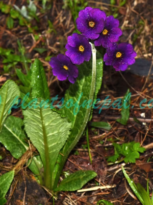 Primula calderiana Balf.f. & R.E.Cooper Plants of Nepal