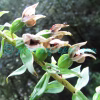 Epipactis helleborine (L.) Crantz Plants of Nepal