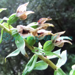 Epipactis helleborine (L.) Crantz Plants of Nepal Epipactis helleborine (L.) Crantz